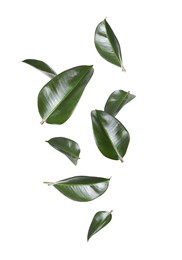 Image of Beautiful fresh green leaves flying on white background, collage