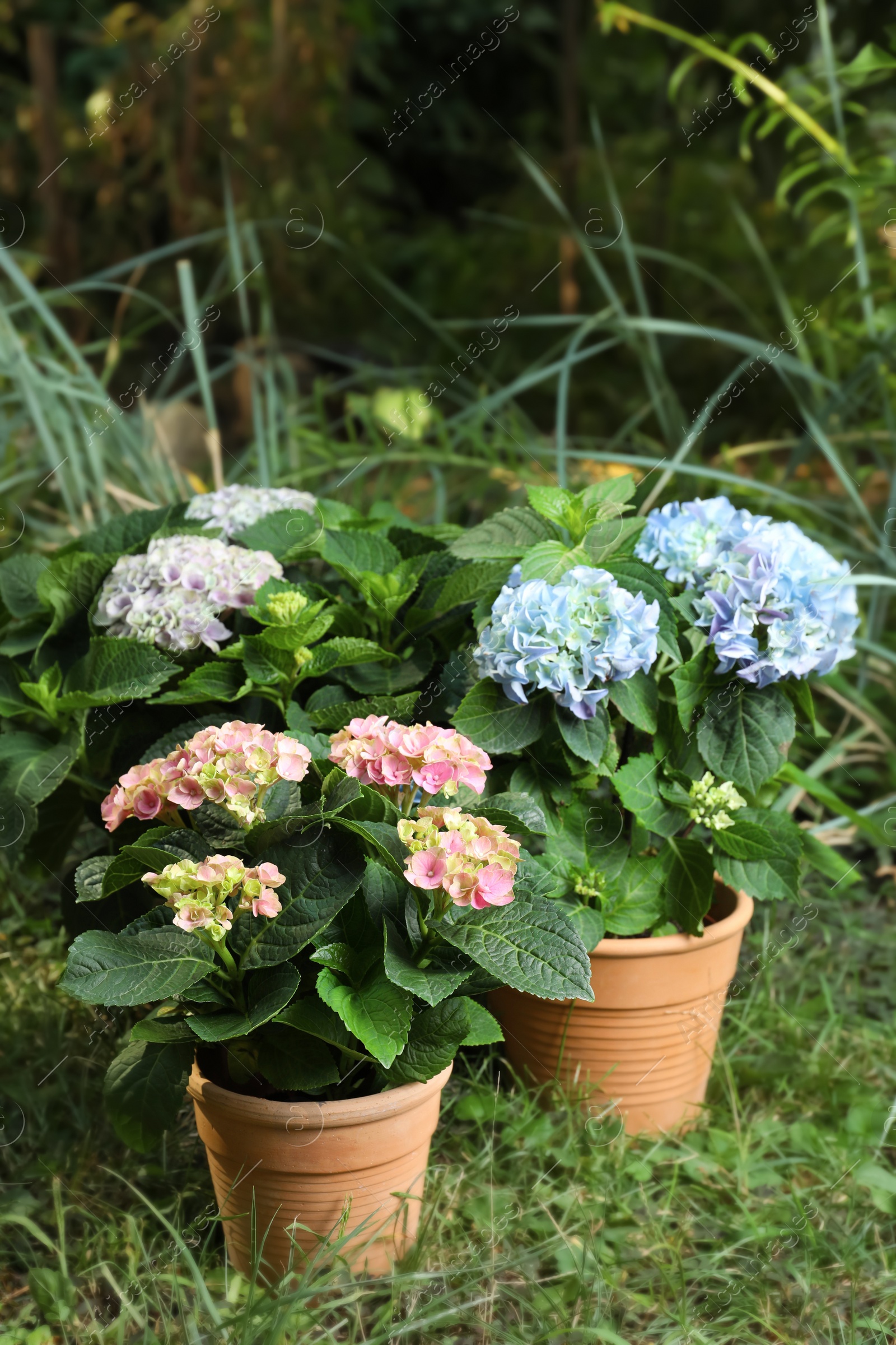 Beautiful blooming hortensia plants in pots outdoors Photo of Beautiful blooming hortensia plants in pots outdoors