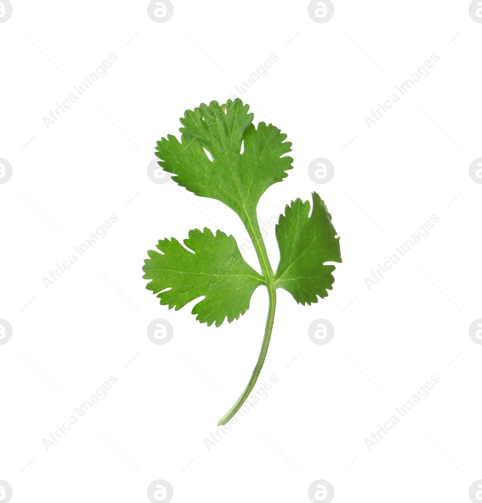 Aromatic fresh green cilantro isolated on white Photo of Aromatic fresh green cilantro isolated on white