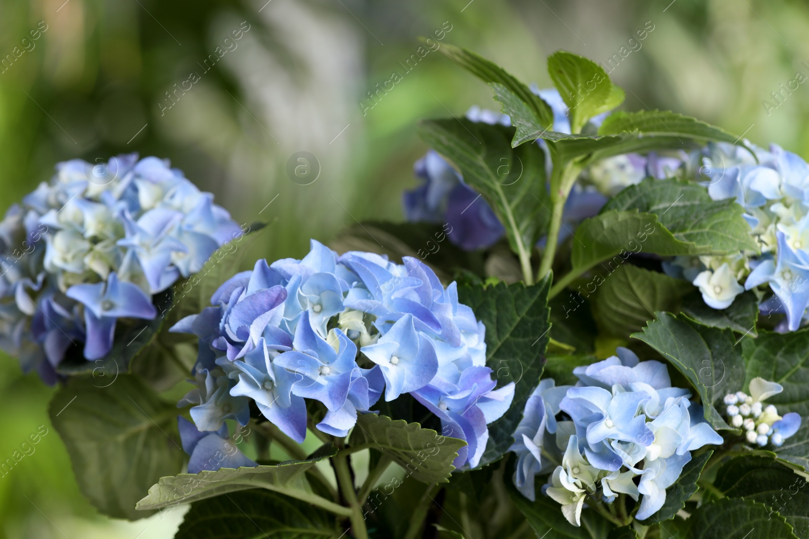 Beautiful hortensia plant with light blue flowers outdoors, closeup Photo of Beautiful hortensia plant with light blue flowers outdoors, closeup