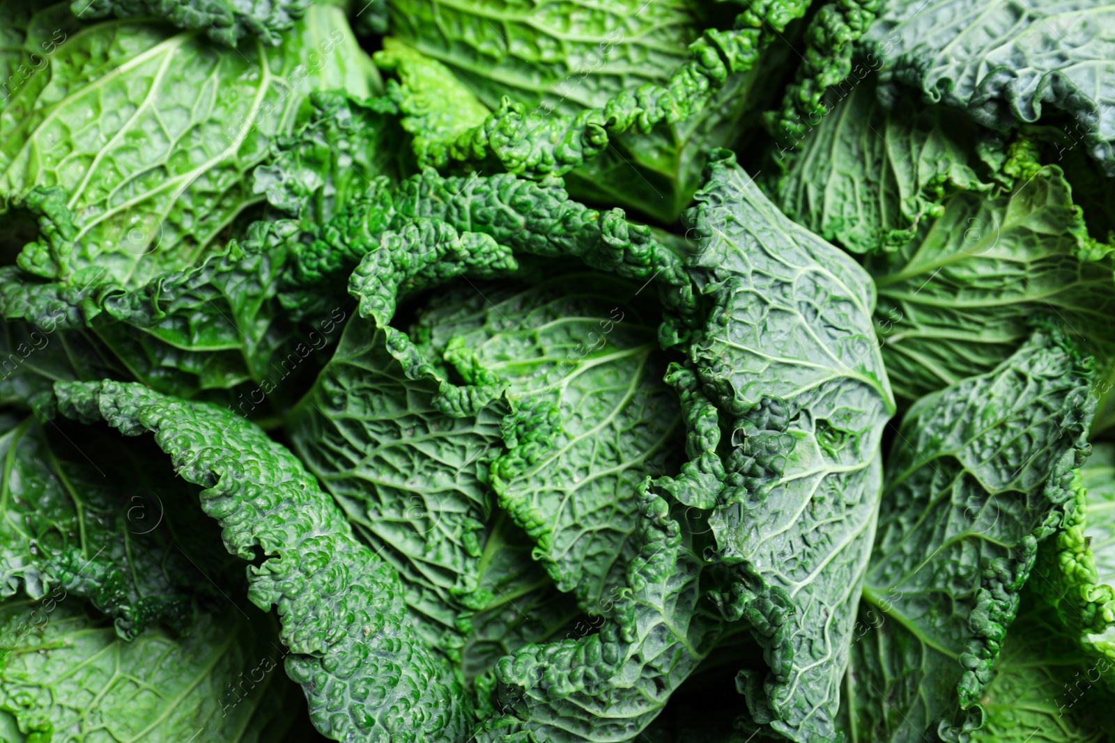 Fresh ripe savoy cabbage as background, closeup Photo of Fresh ripe savoy cabbage as background, closeup
