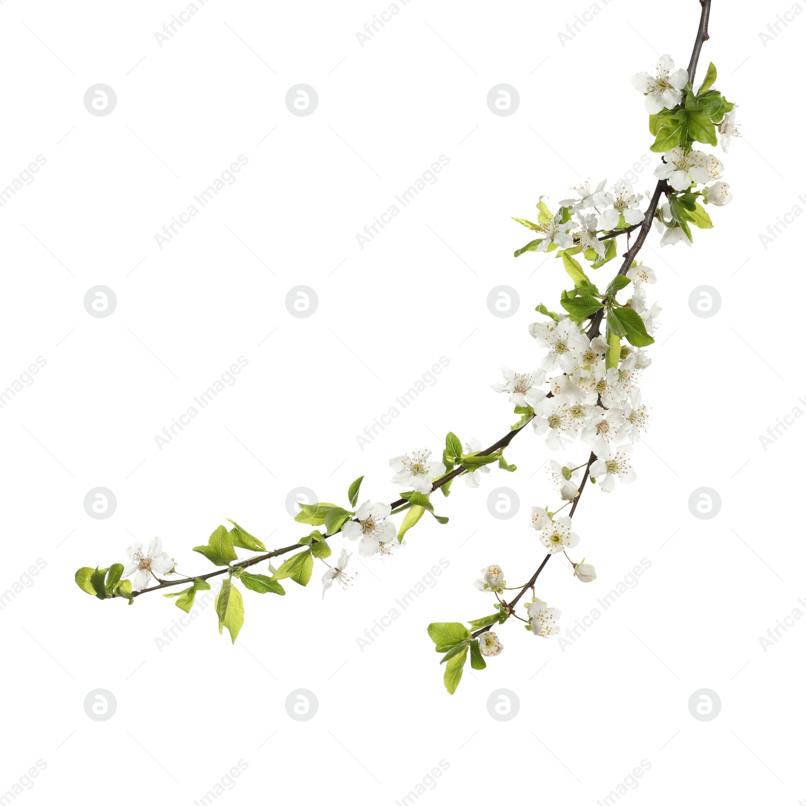 Cherry tree branch with beautiful blossoms isolated on white Photo of Cherry tree branch with beautiful blossoms isolated on white