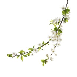 Cherry tree branch with beautiful blossoms isolated on white Photo of Cherry tree branch with beautiful blossoms isolated on white