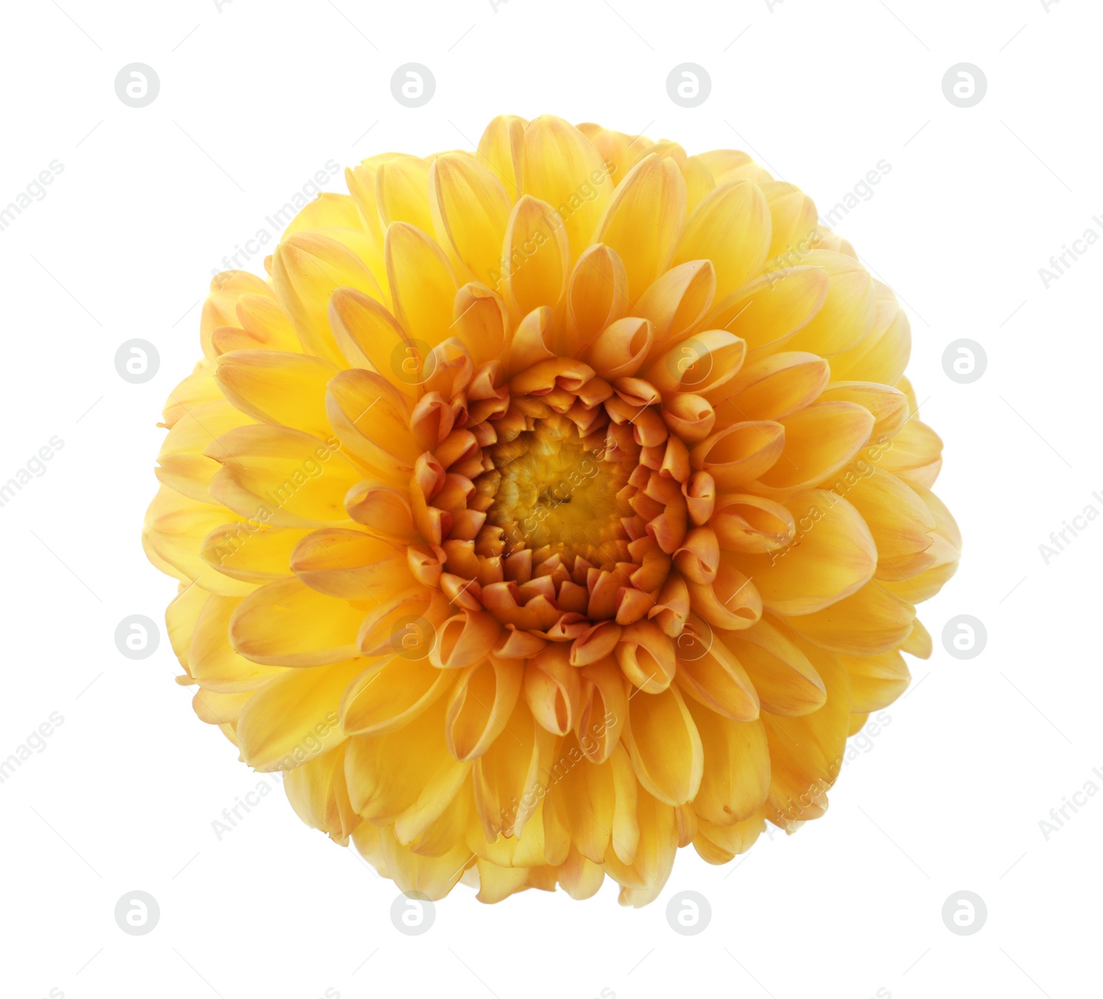 Beautiful yellow dahlia flower isolated on white Photo of Beautiful yellow dahlia flower isolated on white