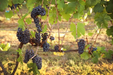Delicious ripe grapes in vineyard. Harvest season Photo of Delicious ripe grapes in vineyard. Harvest season