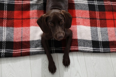 Adorable dog lying on plaid, above view Photo of Adorable dog lying on plaid, above view