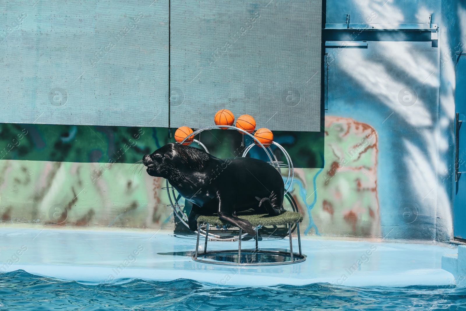 Cute sea lion on stand near pool at marine mammal park Photo of Cute sea lion on stand near pool at marine mammal park