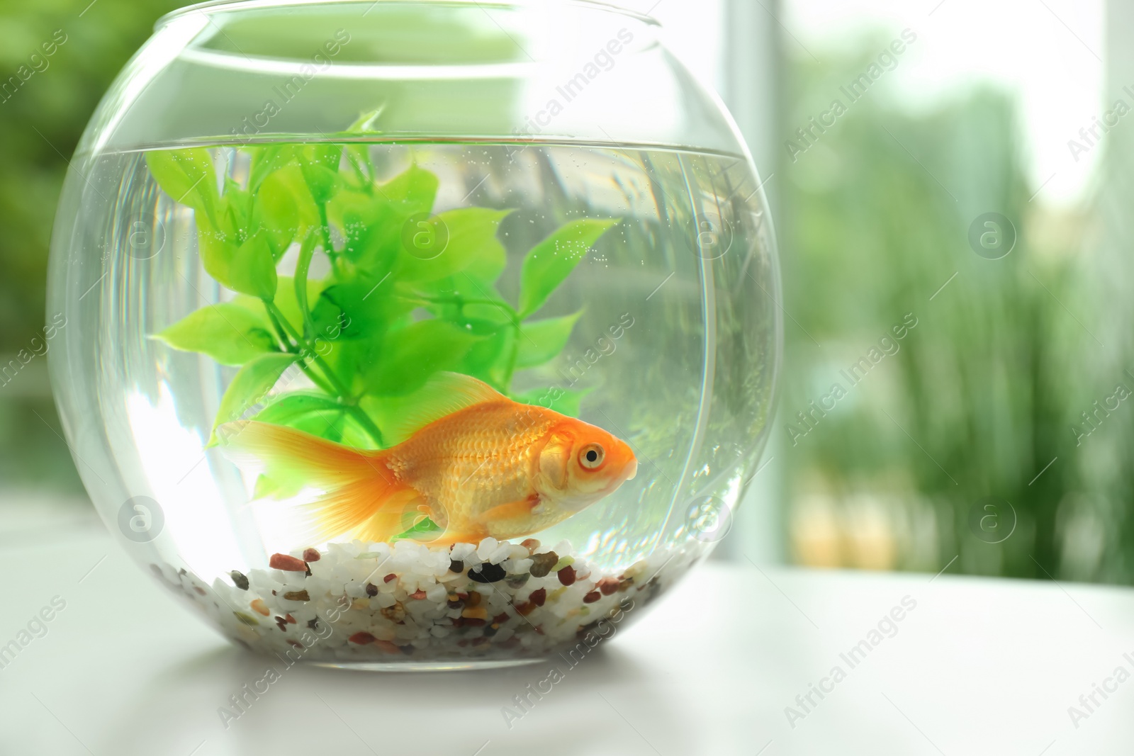 Beautiful bright small goldfish in round glass aquarium on table indoors. Space for text Photo of Beautiful bright small goldfish in round glass aquarium on table indoors. Space for text