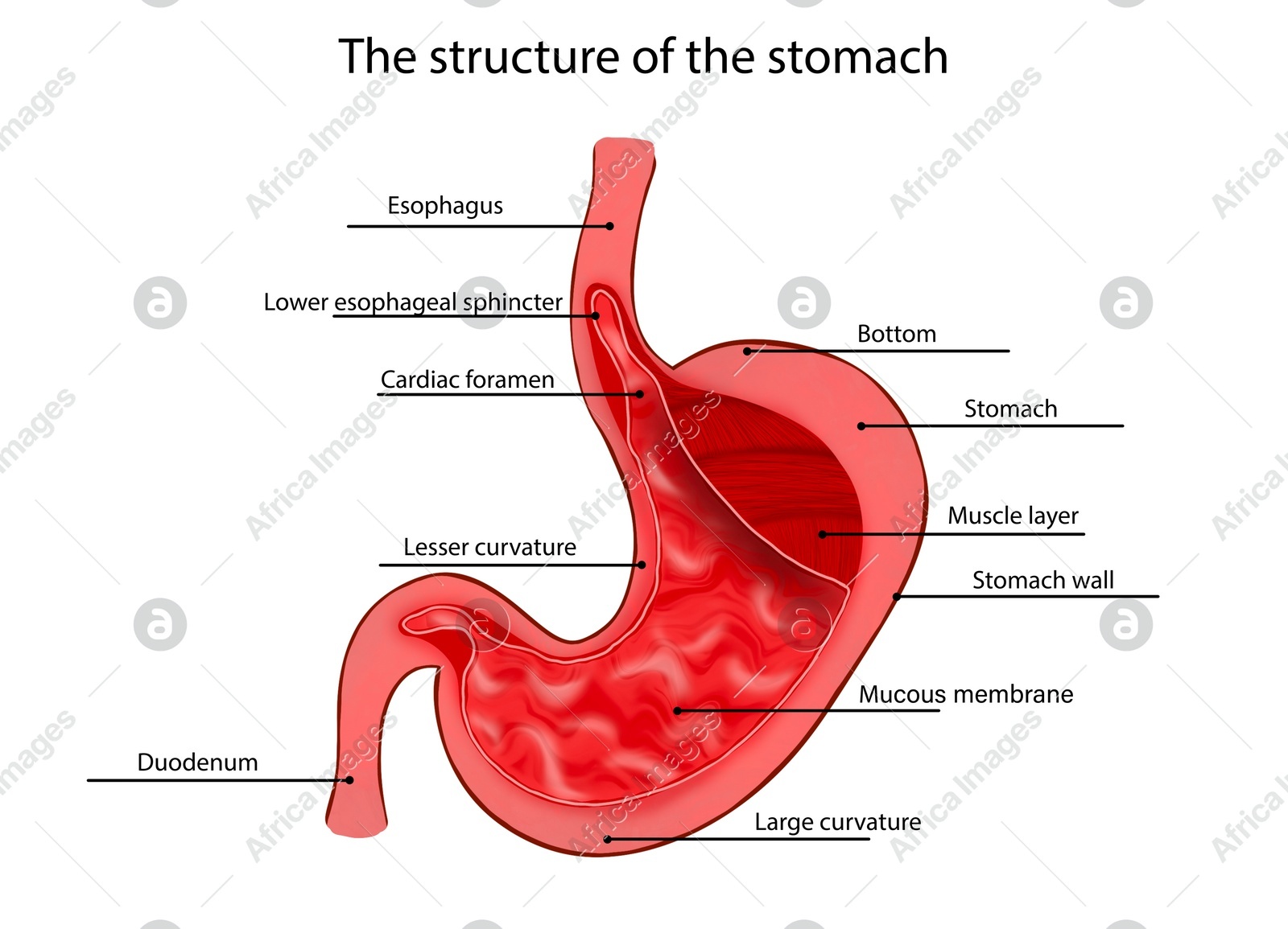 Anatomy image of stomach structure on white background Illustration of Anatomy image of stomach structure on white background