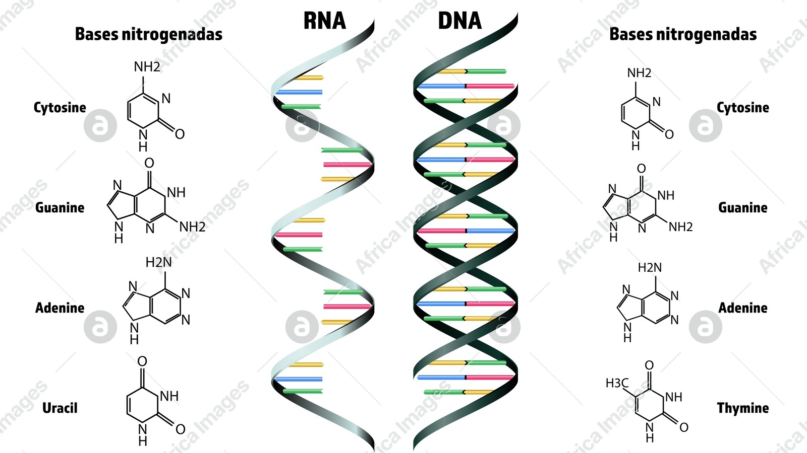 RNA and DNA structure on white background. Illustration Illustration of RNA and DNA structure on white background. Illustration