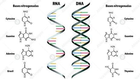 RNA and DNA structure on white background. Illustration Illustration of RNA and DNA structure on white background. Illustration