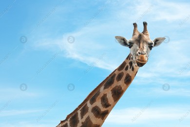 Closeup view of Rothschild giraffe at enclosure in zoo Photo of Closeup view of Rothschild giraffe at enclosure in zoo