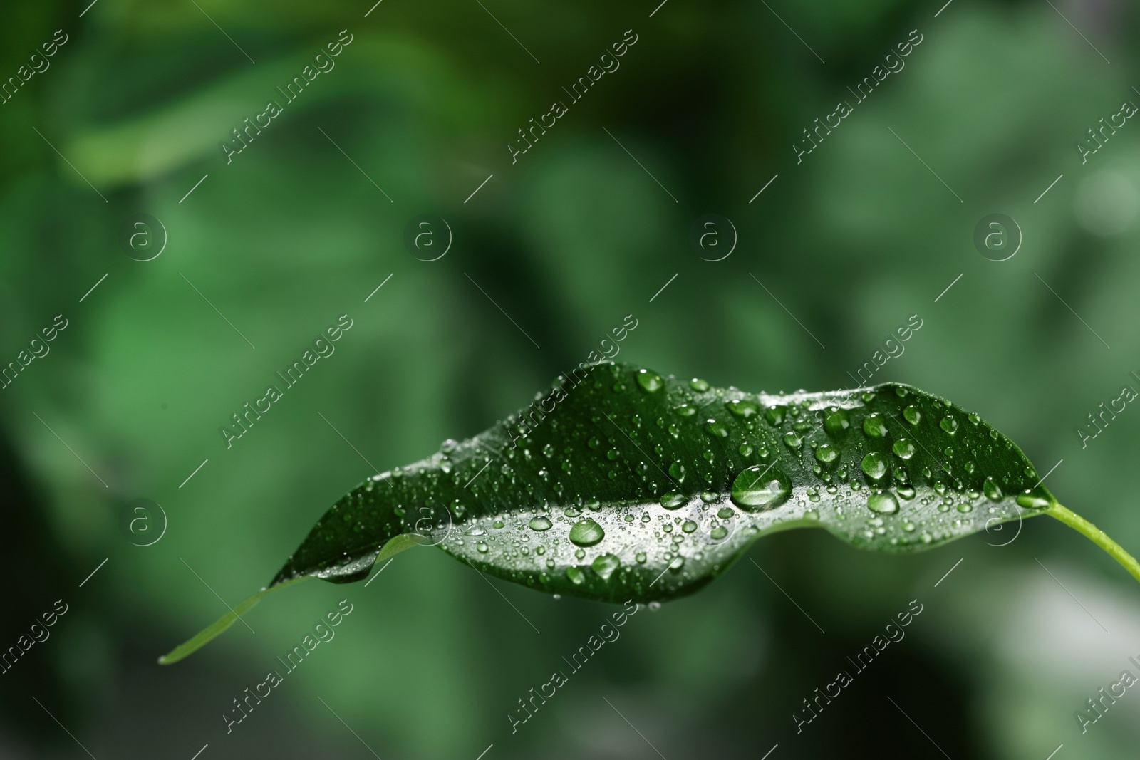 Beautiful green leaf with dew drops on blurred background Photo of Beautiful green leaf with dew drops on blurred background