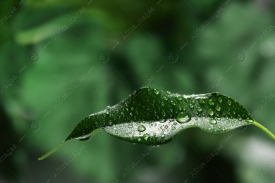 Beautiful green leaf with dew drops on blurred background Photo of Beautiful green leaf with dew drops on blurred background