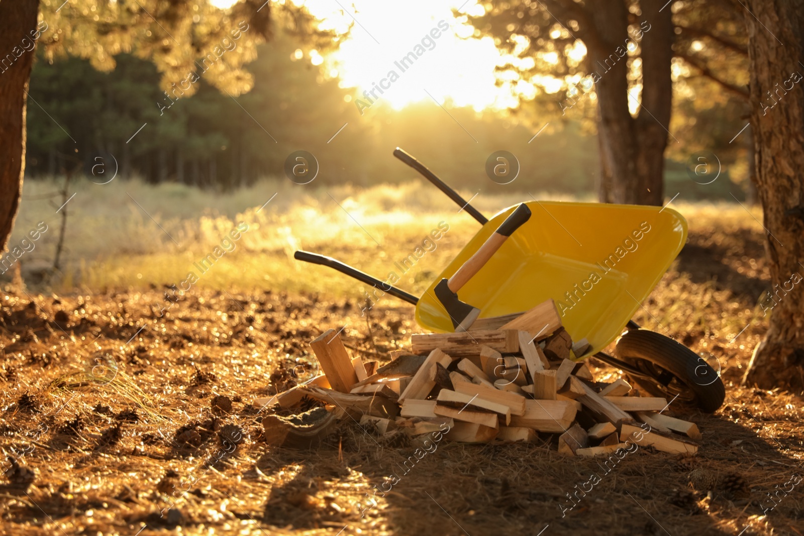 Cut firewood and axe near wheelbarrow in forest Photo of Cut firewood and axe near wheelbarrow in forest
