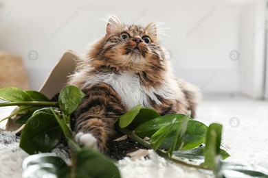 Cat near overturned houseplant on light carpet at home Photo of Cat near overturned houseplant on light carpet at home