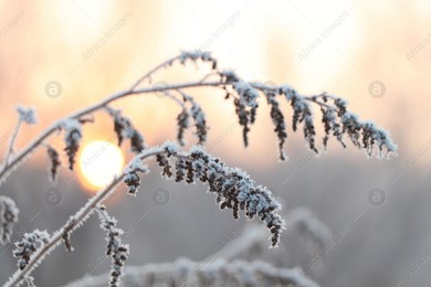 Dry plant covered with hoarfrost outdoors on winter morning, closeup Photo of Dry plant covered with hoarfrost outdoors on winter morning, closeup