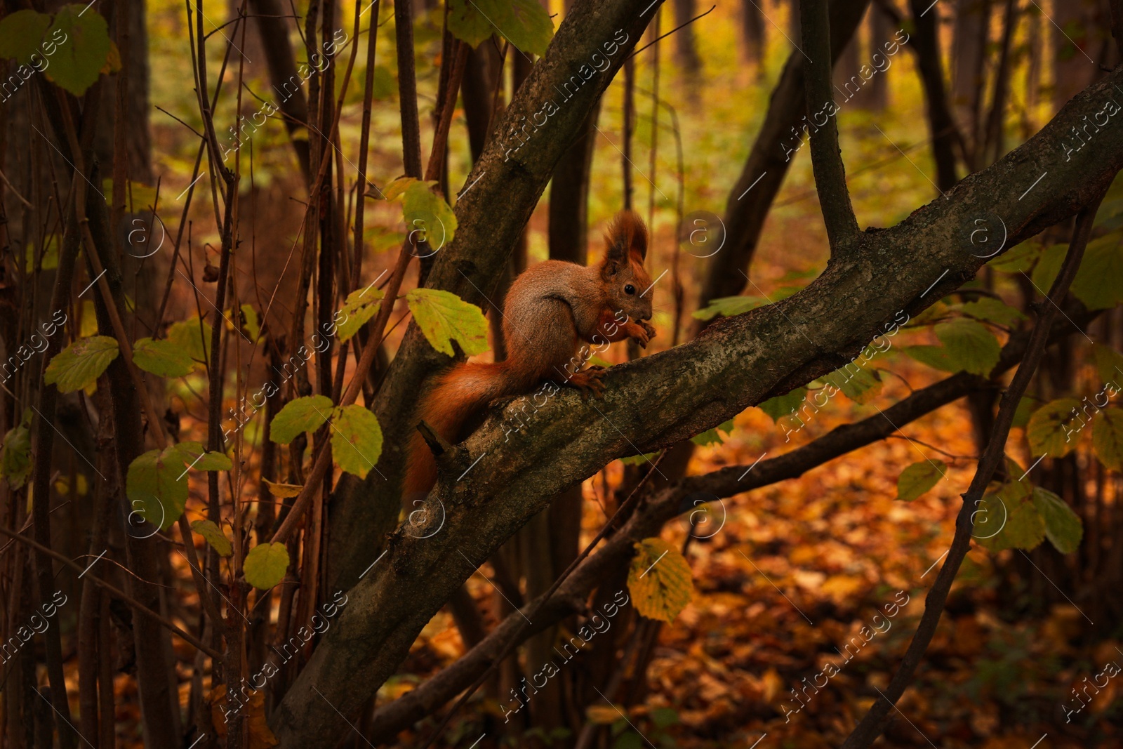 View of cute squirrel on tree in forest on autumn day Photo of View of cute squirrel on tree in forest on autumn day