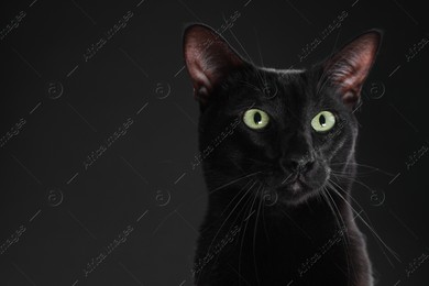 Adorable cat on black background, closeup with space for text. Lovely pet Photo of Adorable cat on black background, closeup with space for text. Lovely pet