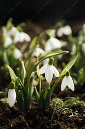 Beautiful snowdrops growing outdoors. Early spring flowers Photo of Beautiful snowdrops growing outdoors. Early spring flowers