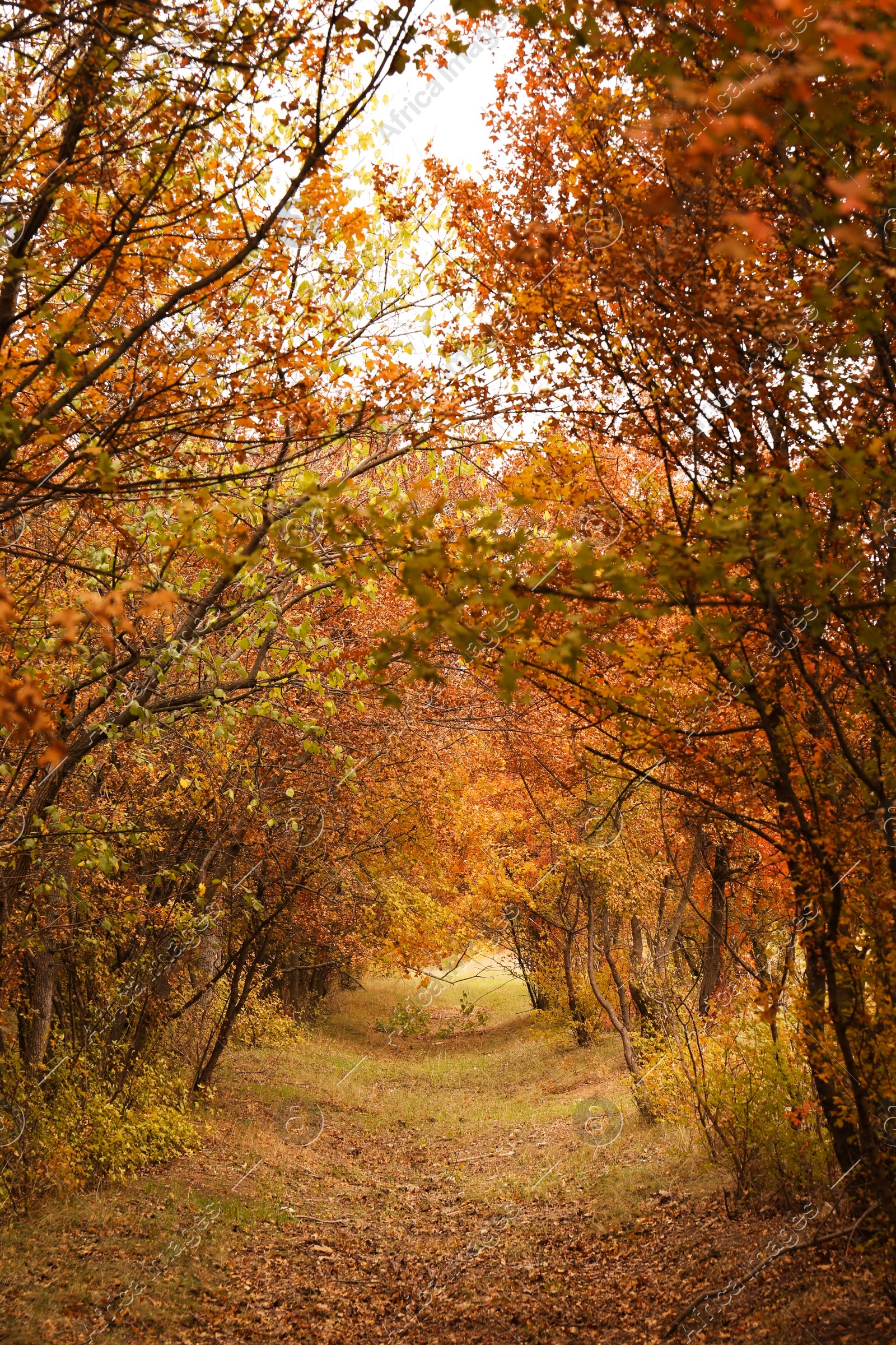 Beautiful view of park with trees on autumn day Photo of Beautiful view of park with trees on autumn day