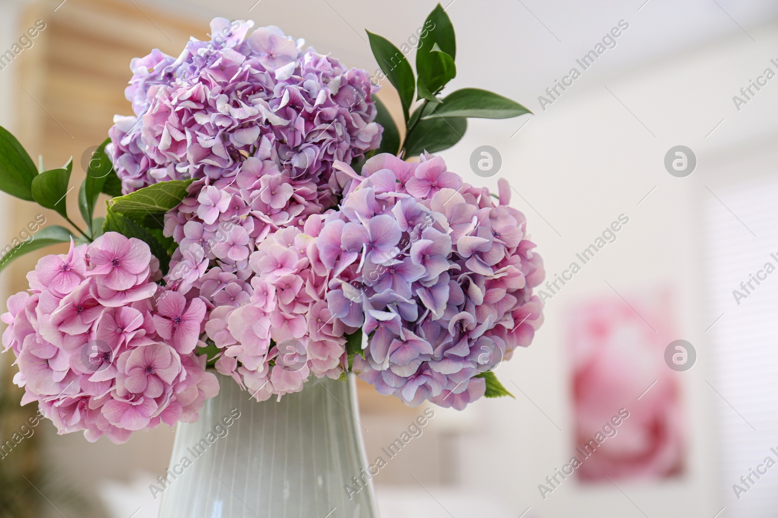 Bouquet of beautiful hydrangea flowers indoors, closeup Photo of Bouquet of beautiful hydrangea flowers indoors, closeup