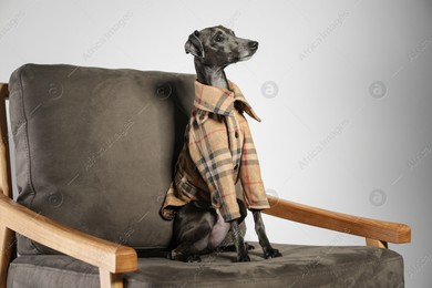 Italian Greyhound dog in shirt on armchair against light background Photo of Italian Greyhound dog in shirt on armchair against light background