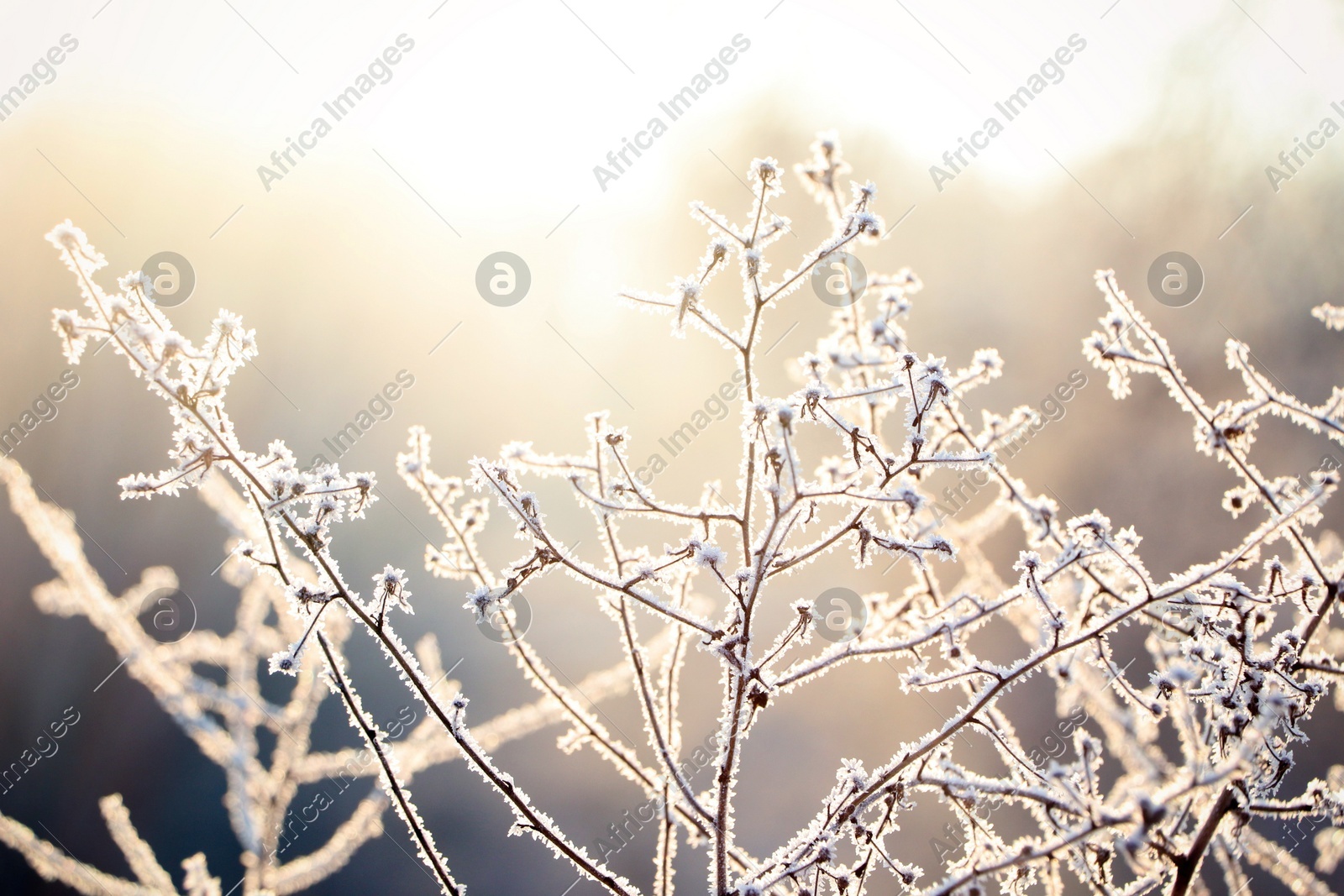 Dry plant covered with hoarfrost outdoors on winter morning Photo of Dry plant covered with hoarfrost outdoors on winter morning