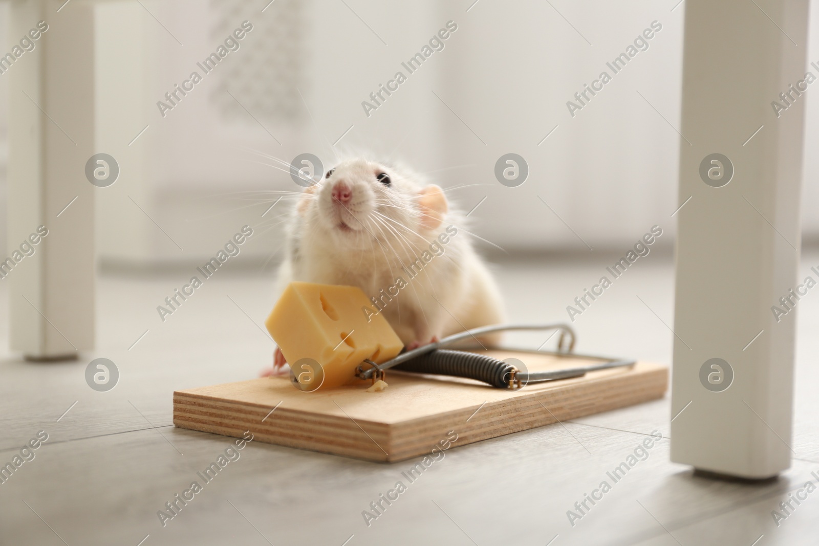 Rat and mousetrap with cheese indoors. Pest control Photo of Rat and mousetrap with cheese indoors. Pest control
