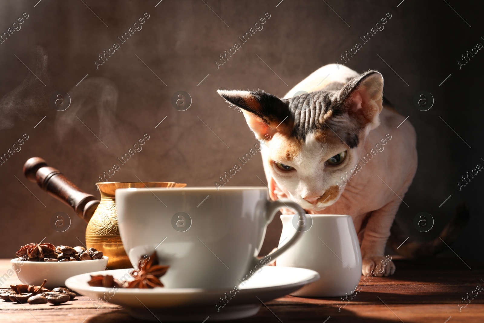 Adorable Sphynx cat sniffing at milk jug near coffee on wooden table Photo of Adorable Sphynx cat sniffing at milk jug near coffee on wooden table