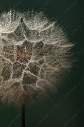 Beautiful fluffy dandelion flower with water drops on dark green background, closeup Photo of Beautiful fluffy dandelion flower with water drops on dark green background, closeup