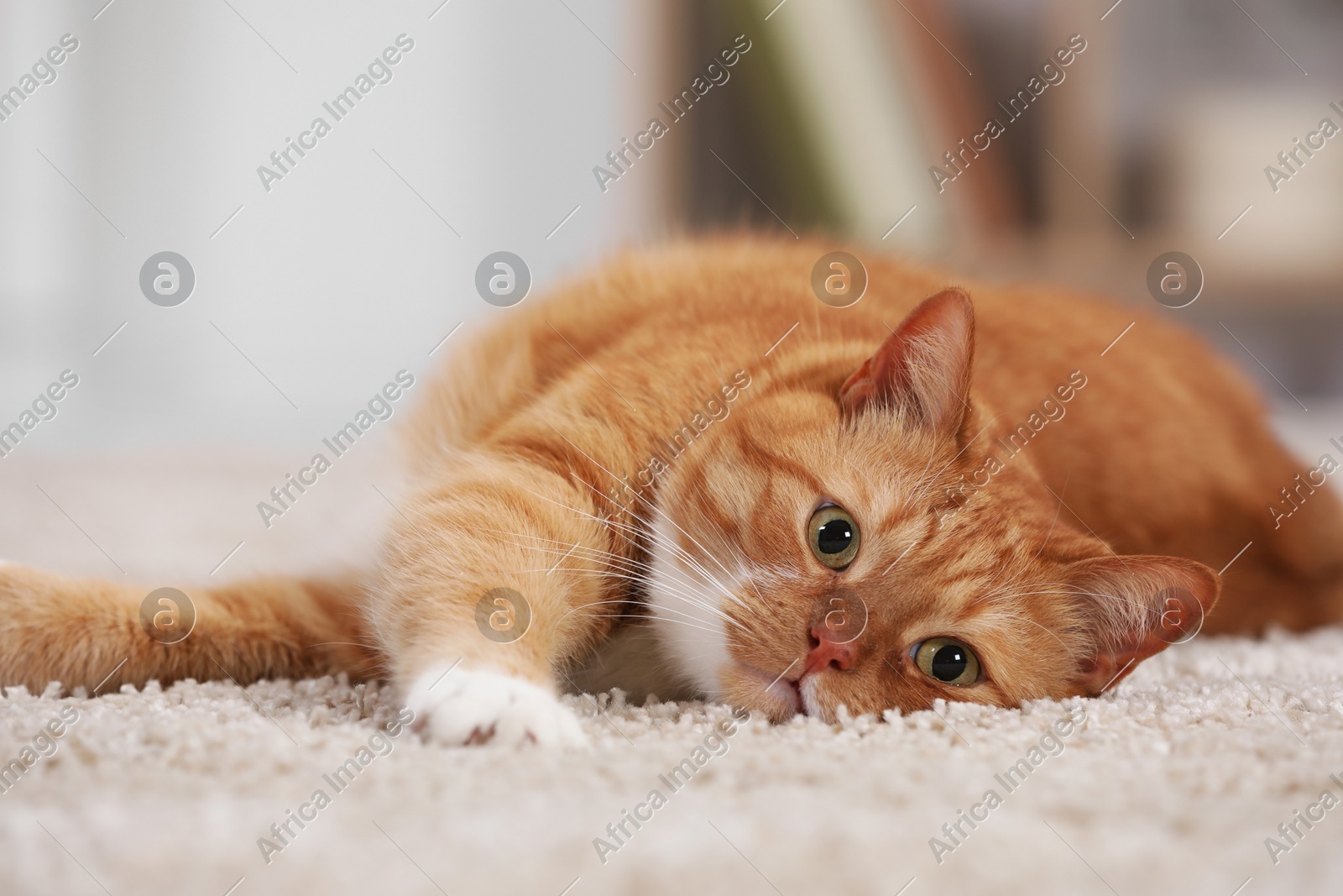 Cute ginger cat lying on carpet at home, closeup Photo of Cute ginger cat lying on carpet at home, closeup