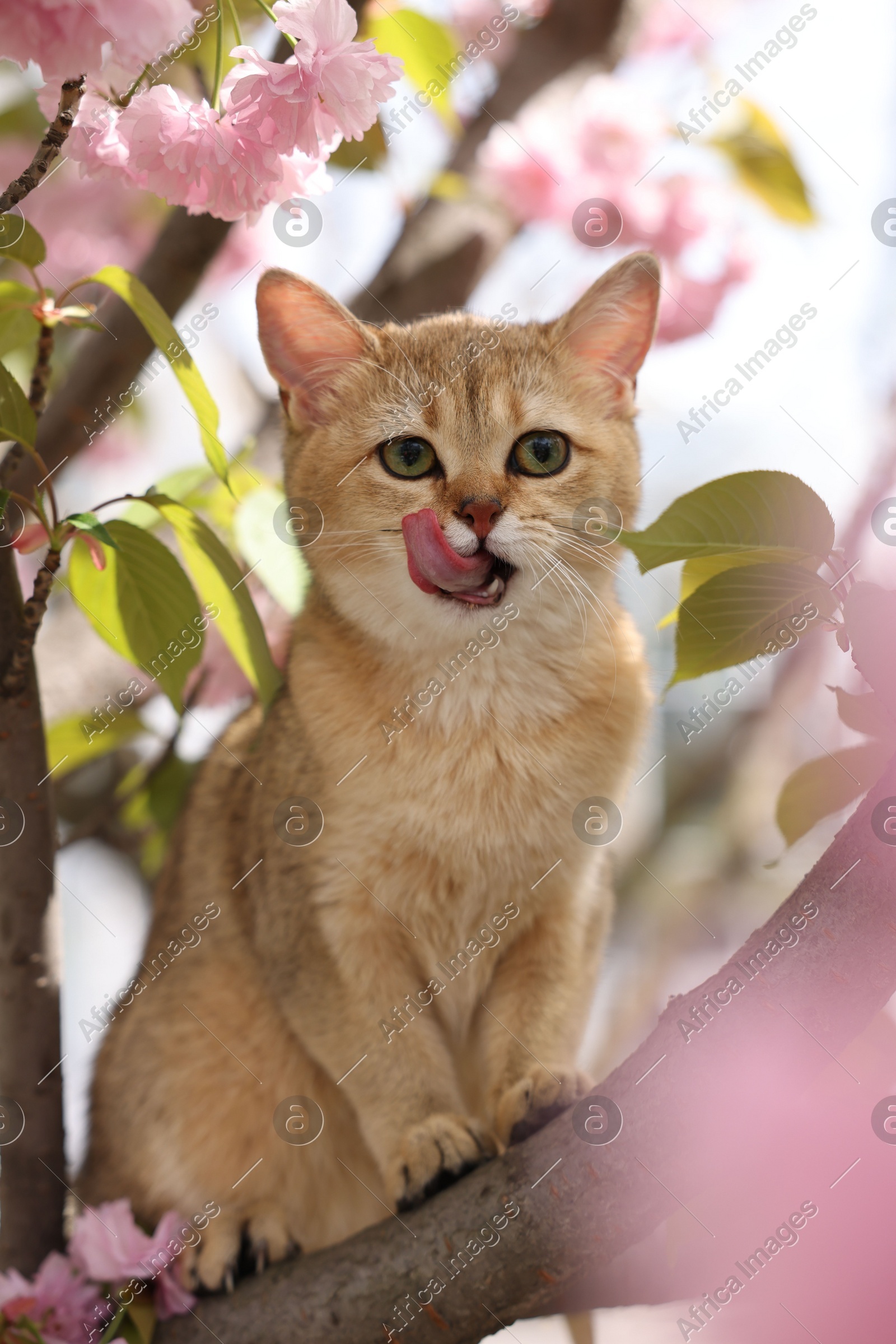 Cute cat on spring tree branch with beautiful blossoms outdoors Photo of Cute cat on spring tree branch with beautiful blossoms outdoors