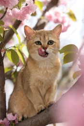 Cute cat on spring tree branch with beautiful blossoms outdoors Photo of Cute cat on spring tree branch with beautiful blossoms outdoors
