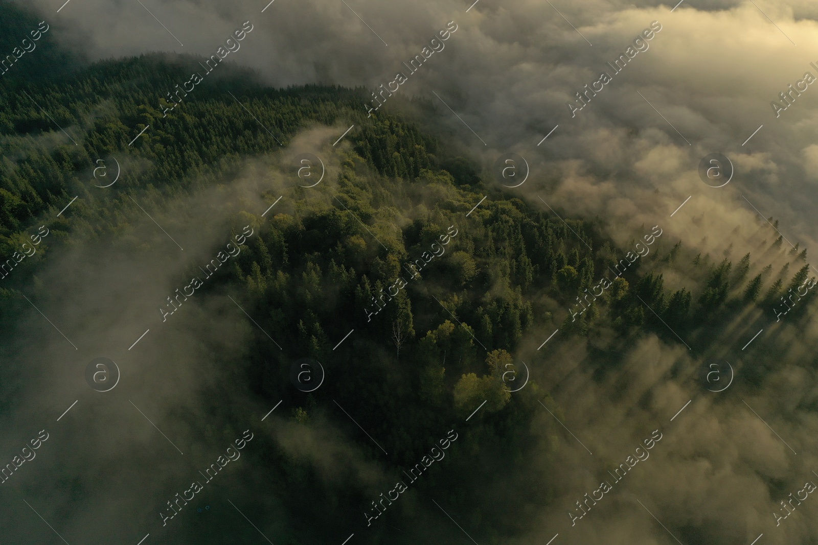 Aerial view of beautiful forest with conifer trees on foggy morning Photo of Aerial view of beautiful forest with conifer trees on foggy morning