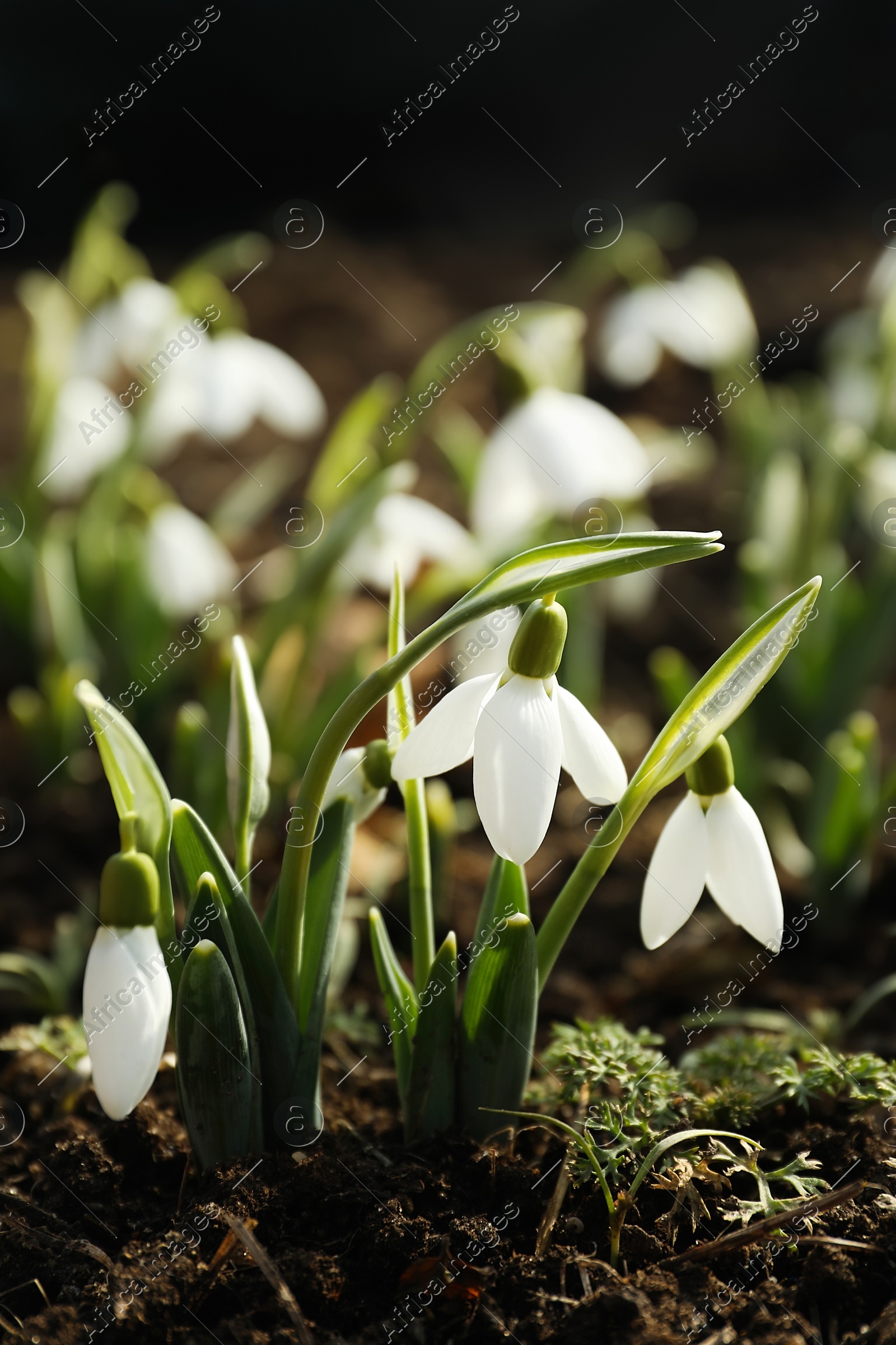 Beautiful snowdrops growing outdoors. Early spring flowers Photo of Beautiful snowdrops growing outdoors. Early spring flowers