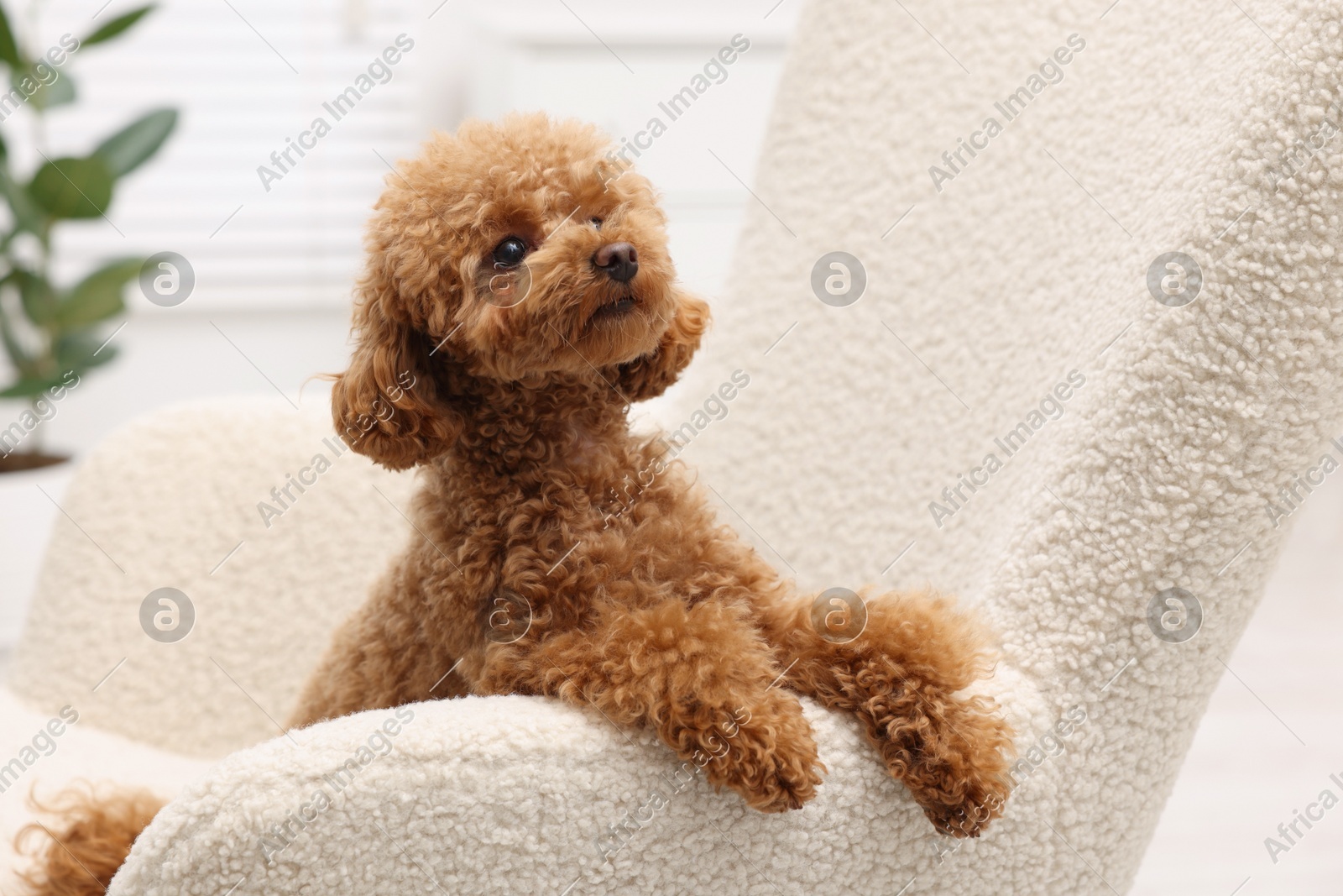 Cute Maltipoo dog resting on armchair at home. Lovely pet Photo of Cute Maltipoo dog resting on armchair at home. Lovely pet