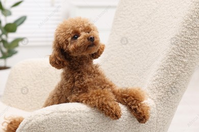 Cute Maltipoo dog resting on armchair at home. Lovely pet Photo of Cute Maltipoo dog resting on armchair at home. Lovely pet