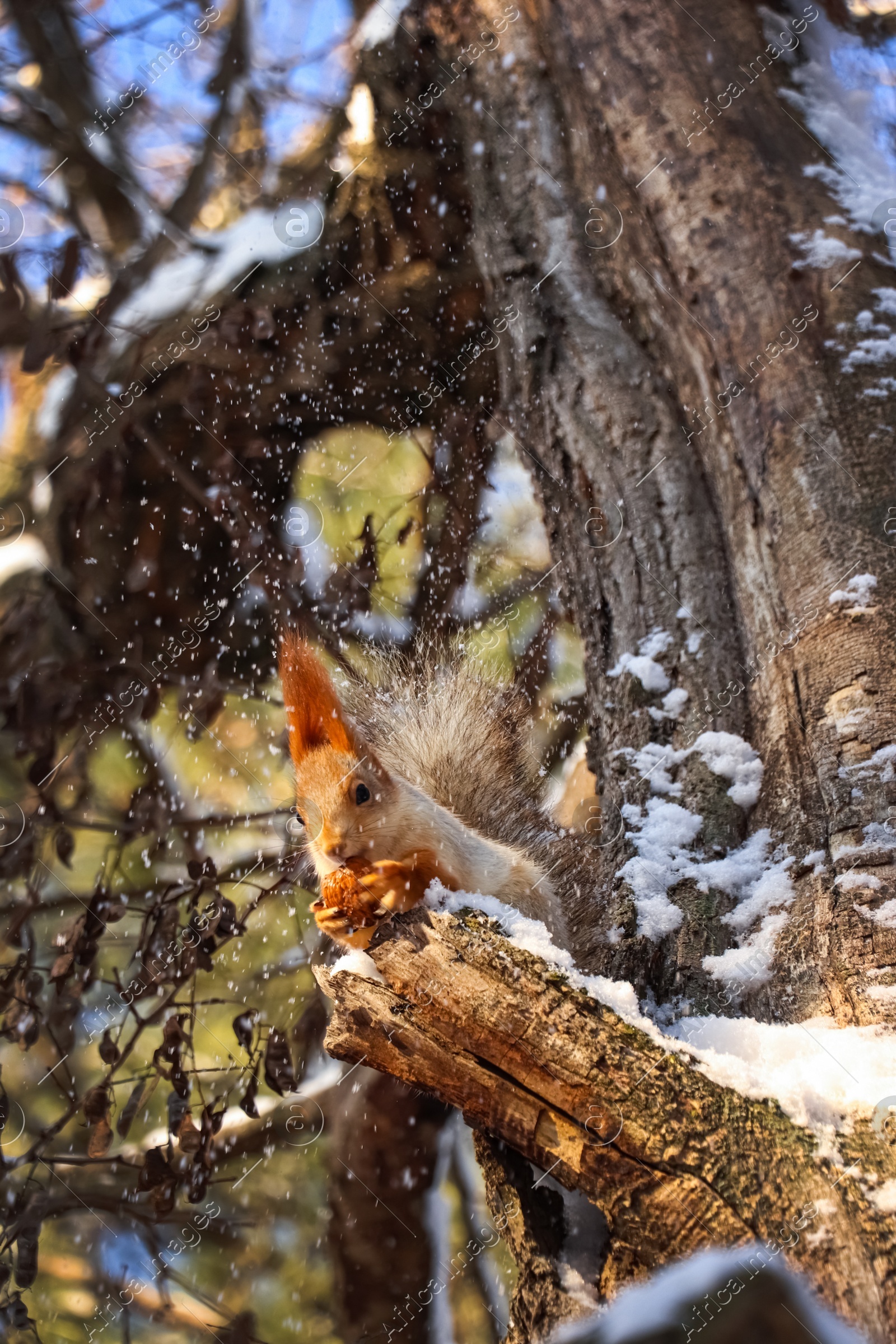 Cute squirrel with walnut on acacia tree in winter forest Photo of Cute squirrel with walnut on acacia tree in winter forest