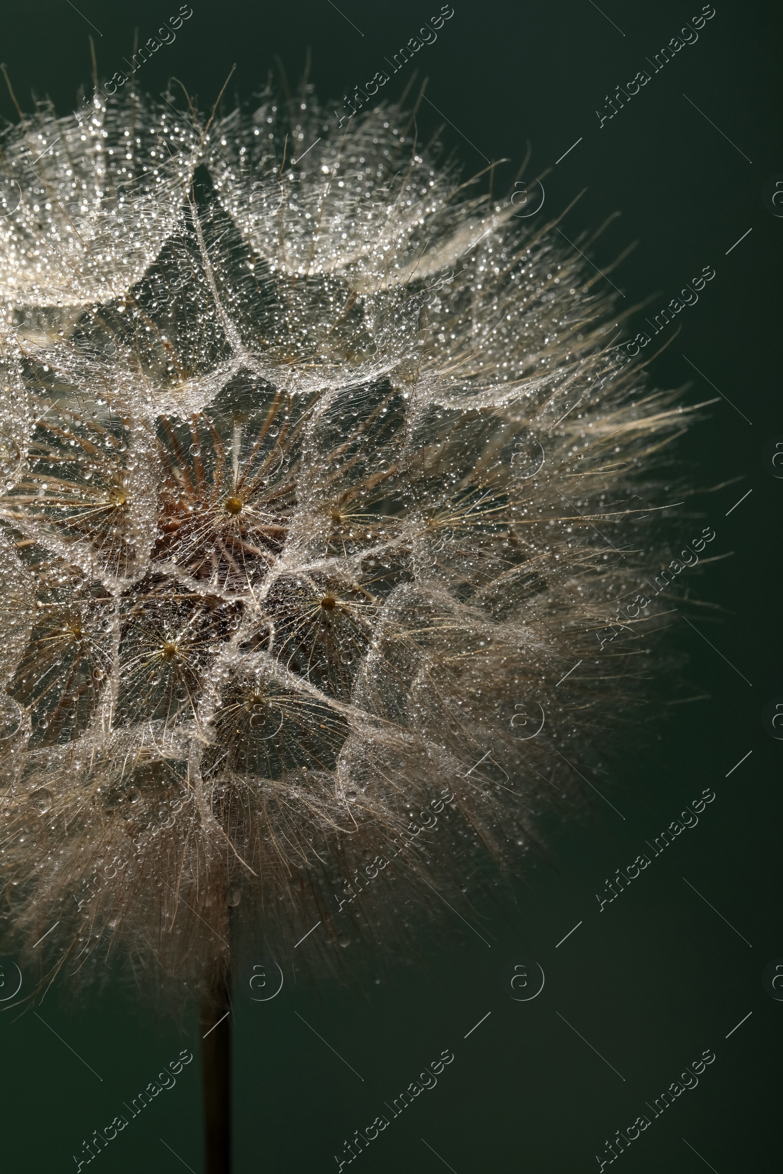 Beautiful fluffy dandelion flower with water drops on dark green background, closeup Photo of Beautiful fluffy dandelion flower with water drops on dark green background, closeup