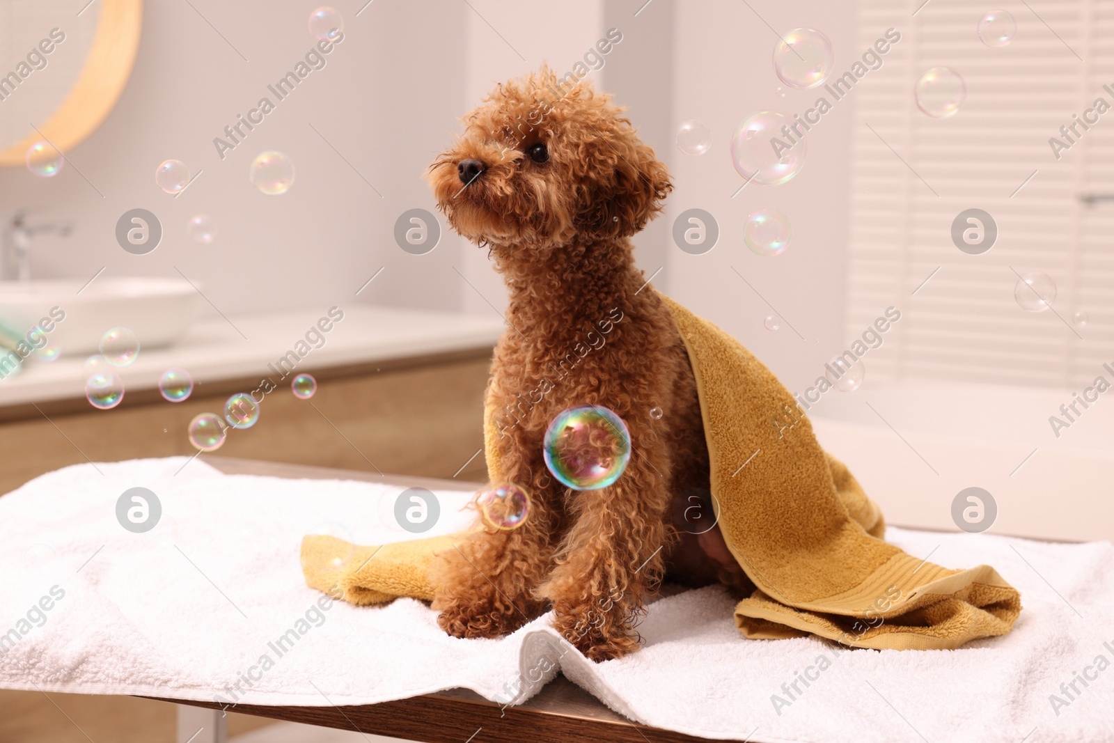 Cute Maltipoo dog wrapped in towel and soap bubbles in bathroom. Lovely pet Photo of Cute Maltipoo dog wrapped in towel and soap bubbles in bathroom. Lovely pet