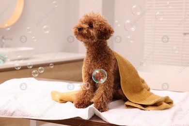 Cute Maltipoo dog wrapped in towel and soap bubbles in bathroom. Lovely pet Photo of Cute Maltipoo dog wrapped in towel and soap bubbles in bathroom. Lovely pet
