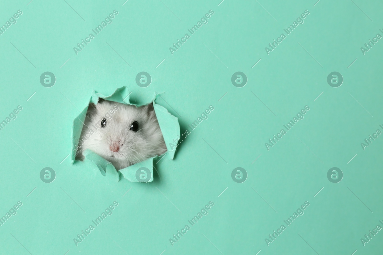 Cute funny pearl hamster looking out of hole in turquoise paper, space for text Photo of Cute funny pearl hamster looking out of hole in turquoise paper, space for text