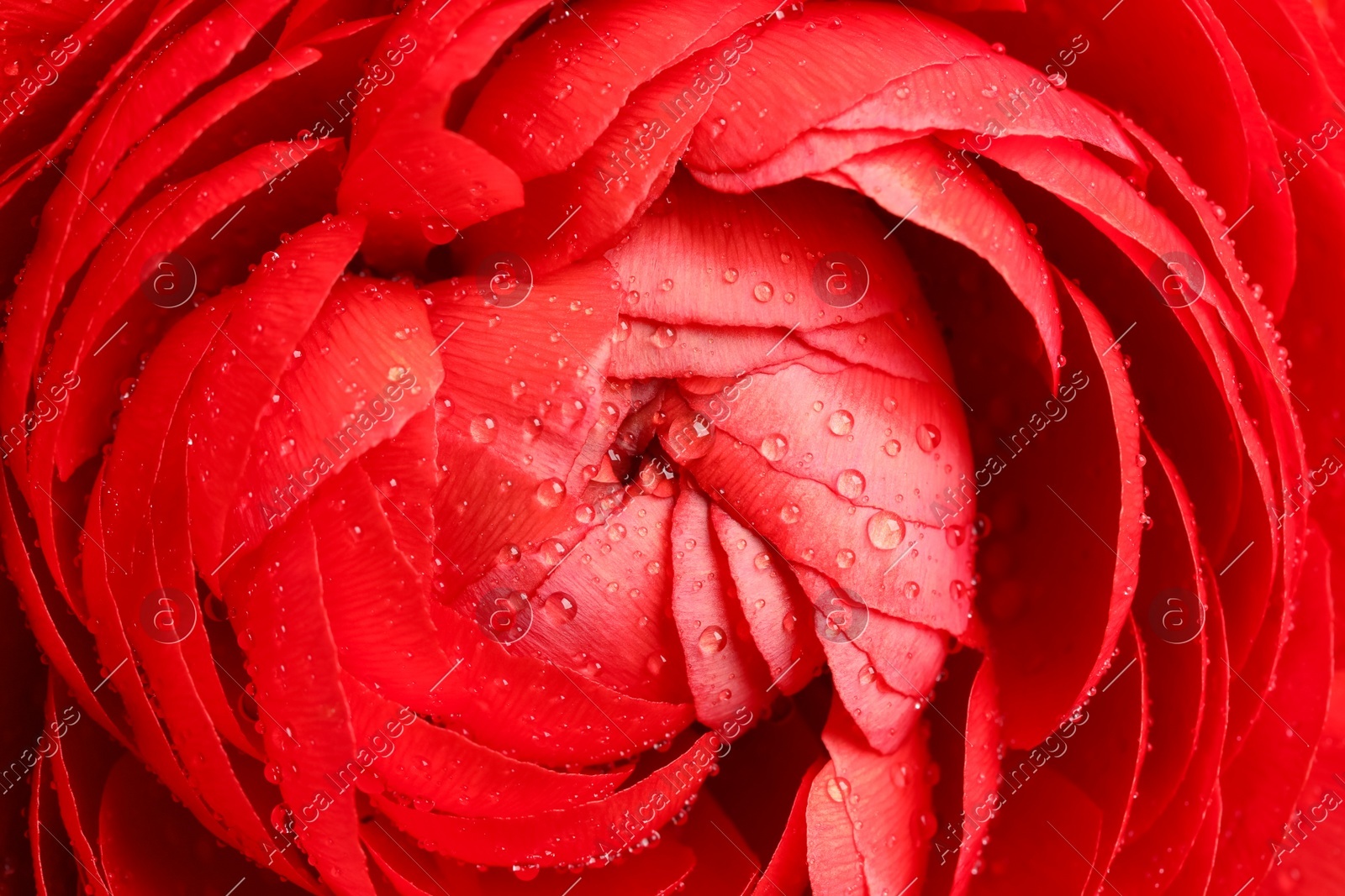 Closeup view of beautiful ranunculus flower with water drops Photo of Closeup view of beautiful ranunculus flower with water drops