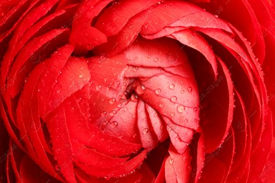 Closeup view of beautiful ranunculus flower with water drops Photo of Closeup view of beautiful ranunculus flower with water drops