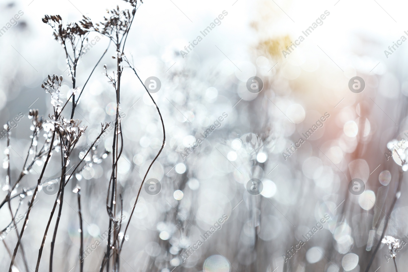 Dry grass covered with hoarfrost outdoors in early winter morning Photo of Dry grass covered with hoarfrost outdoors in early winter morning
