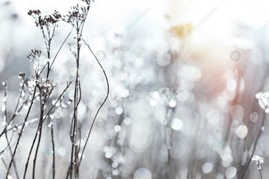 Dry grass covered with hoarfrost outdoors in early winter morning Photo of Dry grass covered with hoarfrost outdoors in early winter morning
