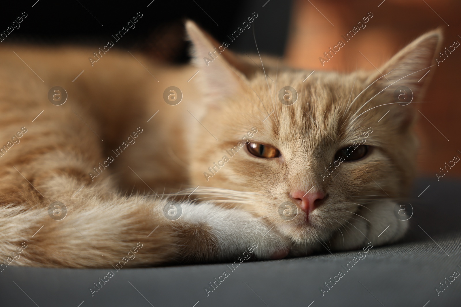 Cute ginger cat lying on sofa at home Photo of Cute ginger cat lying on sofa at home