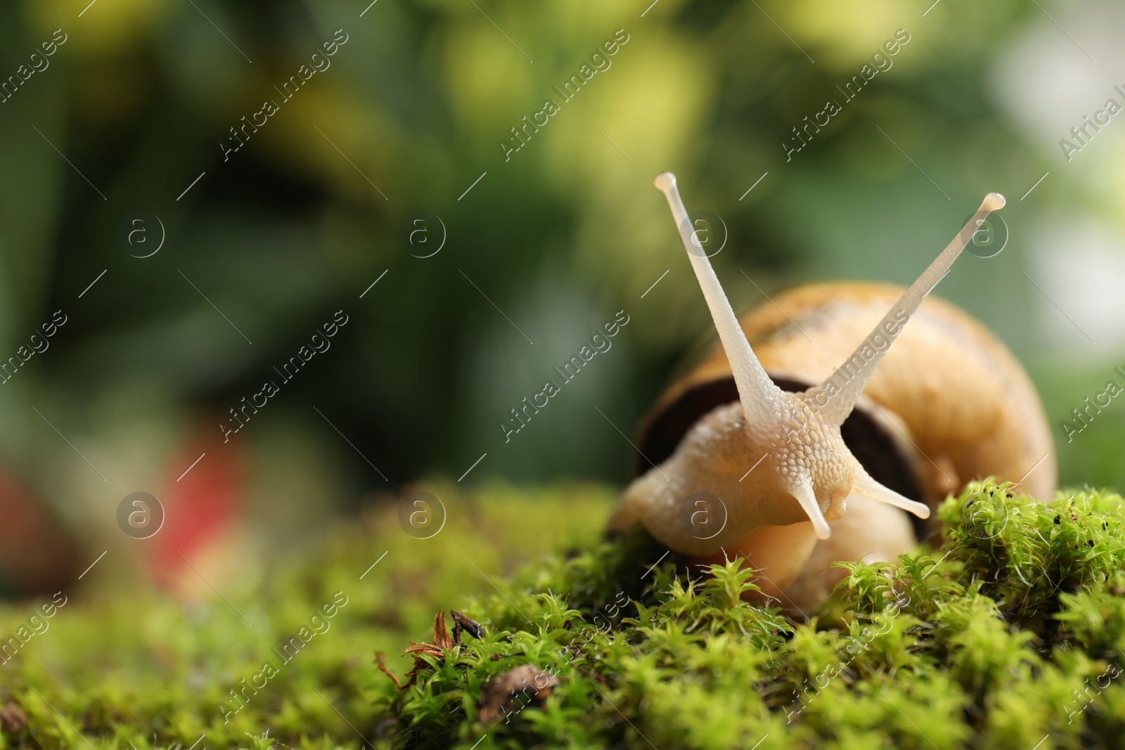 Common garden snail crawling on green moss outdoors, closeup Photo of Common garden snail crawling on green moss outdoors, closeup