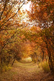 Beautiful view of park with trees on autumn day Photo of Beautiful view of park with trees on autumn day
